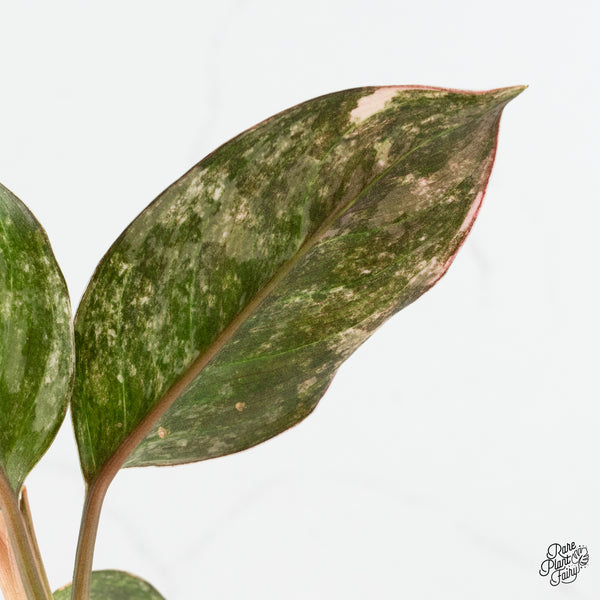 Aglaonema sp. 'Siam Jade' Variegated (wk47-G)
