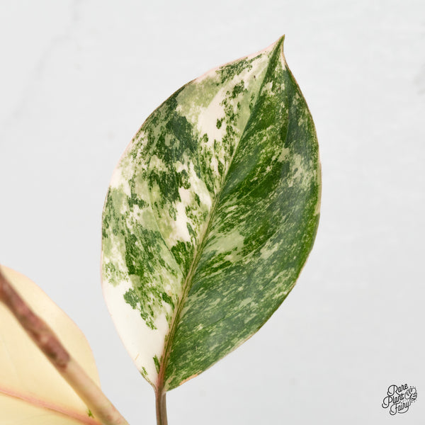 Aglaonema sp. 'Siam Jade' Variegated (wk47-G)