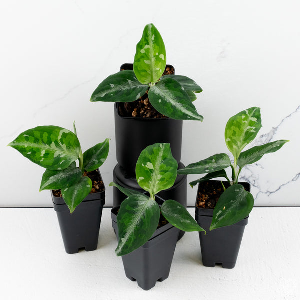 Aglaonema Pictum Tricolor *Grower's choice*
