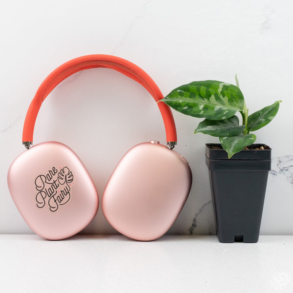 Aglaonema Pictum Tricolor *Grower's choice*