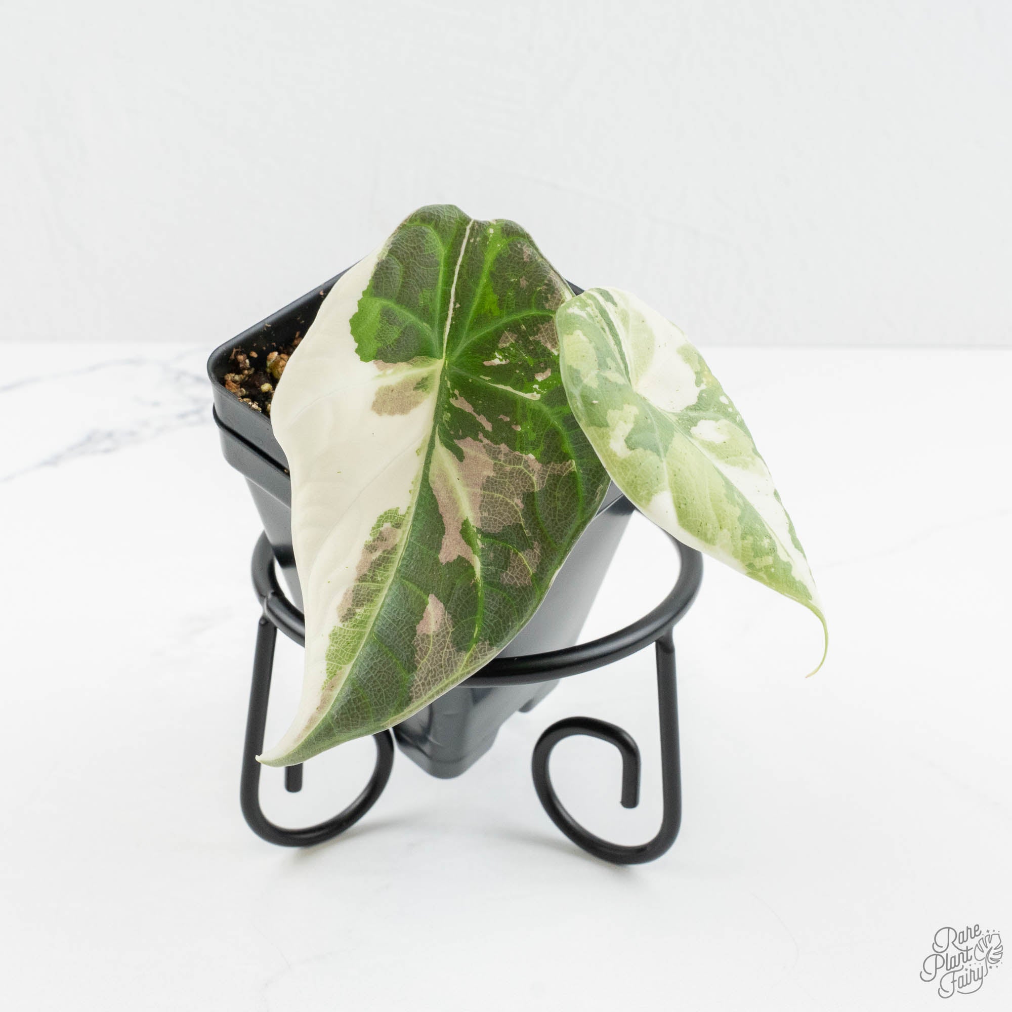 マハラニ アルボ　現時点 斑少なめ alocasia maharani albo Alocasia 'Maharani' Albo variegated *Grower's Choice* – Rare Plant