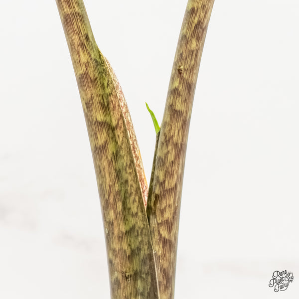 Alocasia Portei Aurea Variegated (wk3-UI)