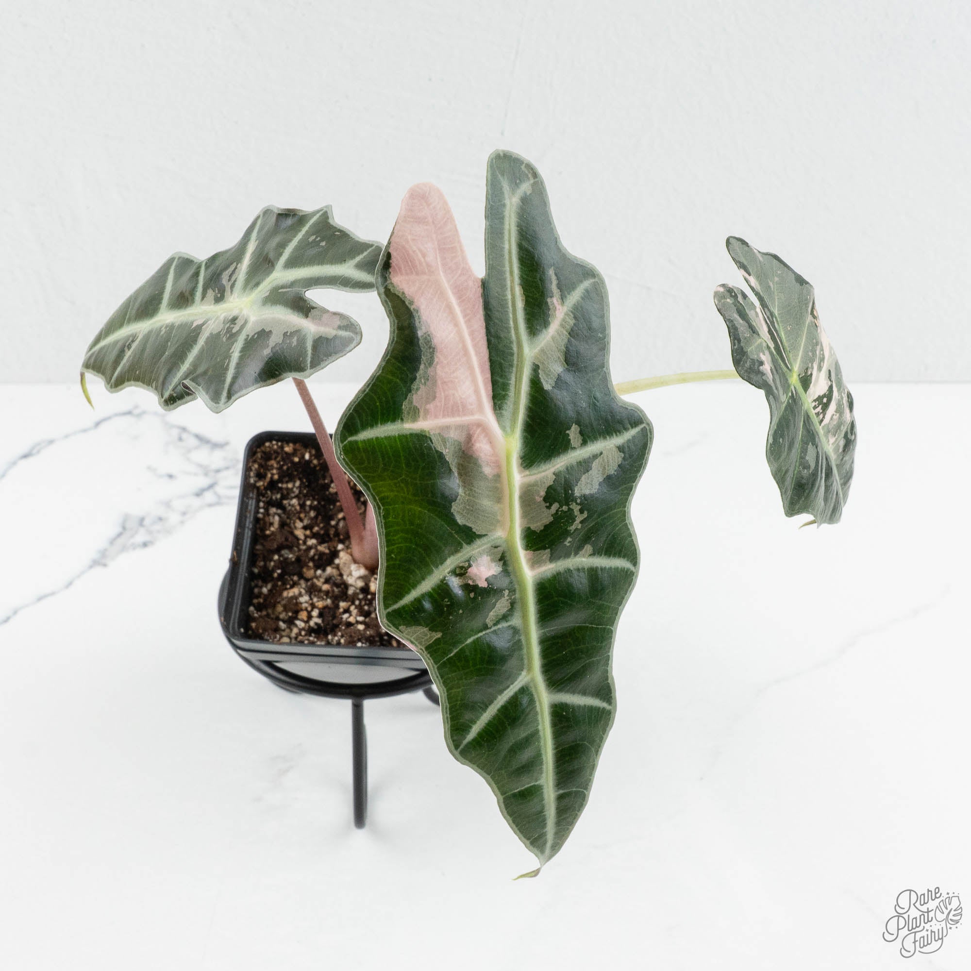 Alocasia 'Amazonica' Pink Variegated US Clone (wk14-J) – Rare