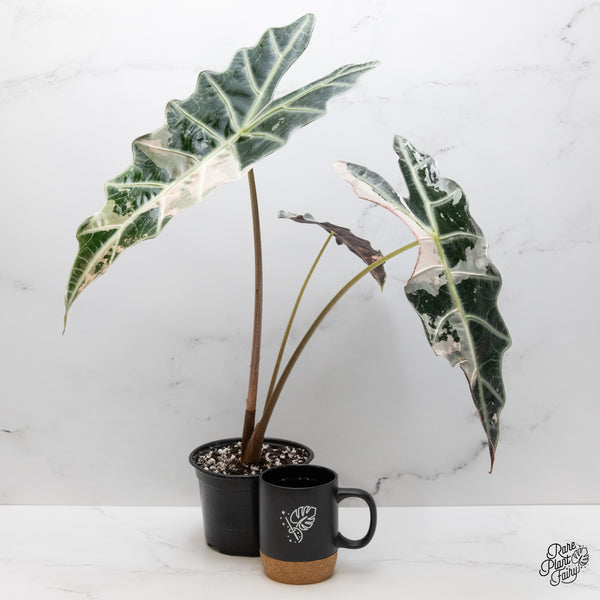 Alocasia 'Amazonica' Pink Variegated - US Clone *XXL* (wk45-S)