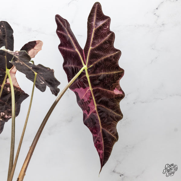 Alocasia 'Amazonica' Pink Variegated - US Clone *XXL* (wk45-S)