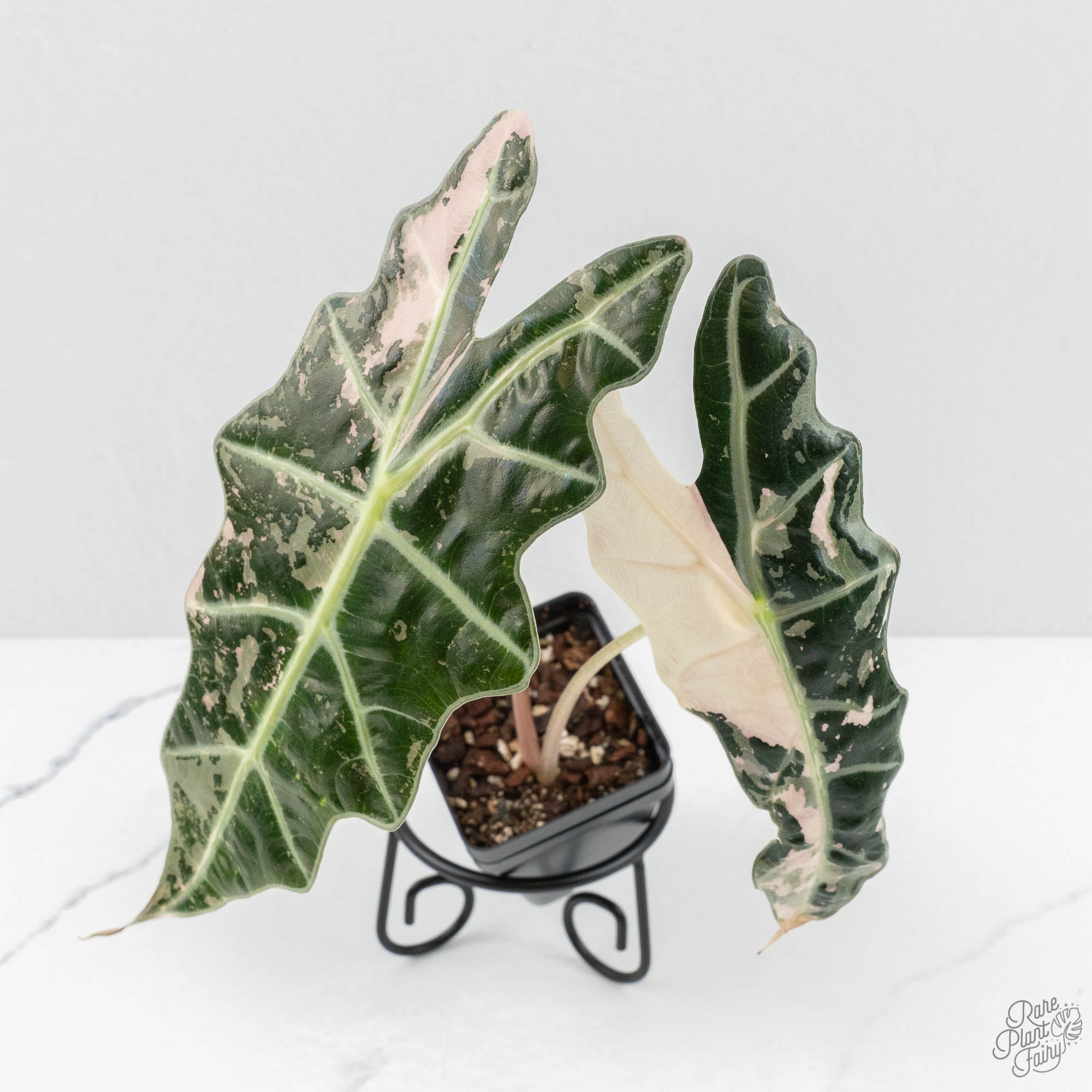 Alocasia 'Amazonica' Pink Variegated US Clone (wk17-G) – Rare