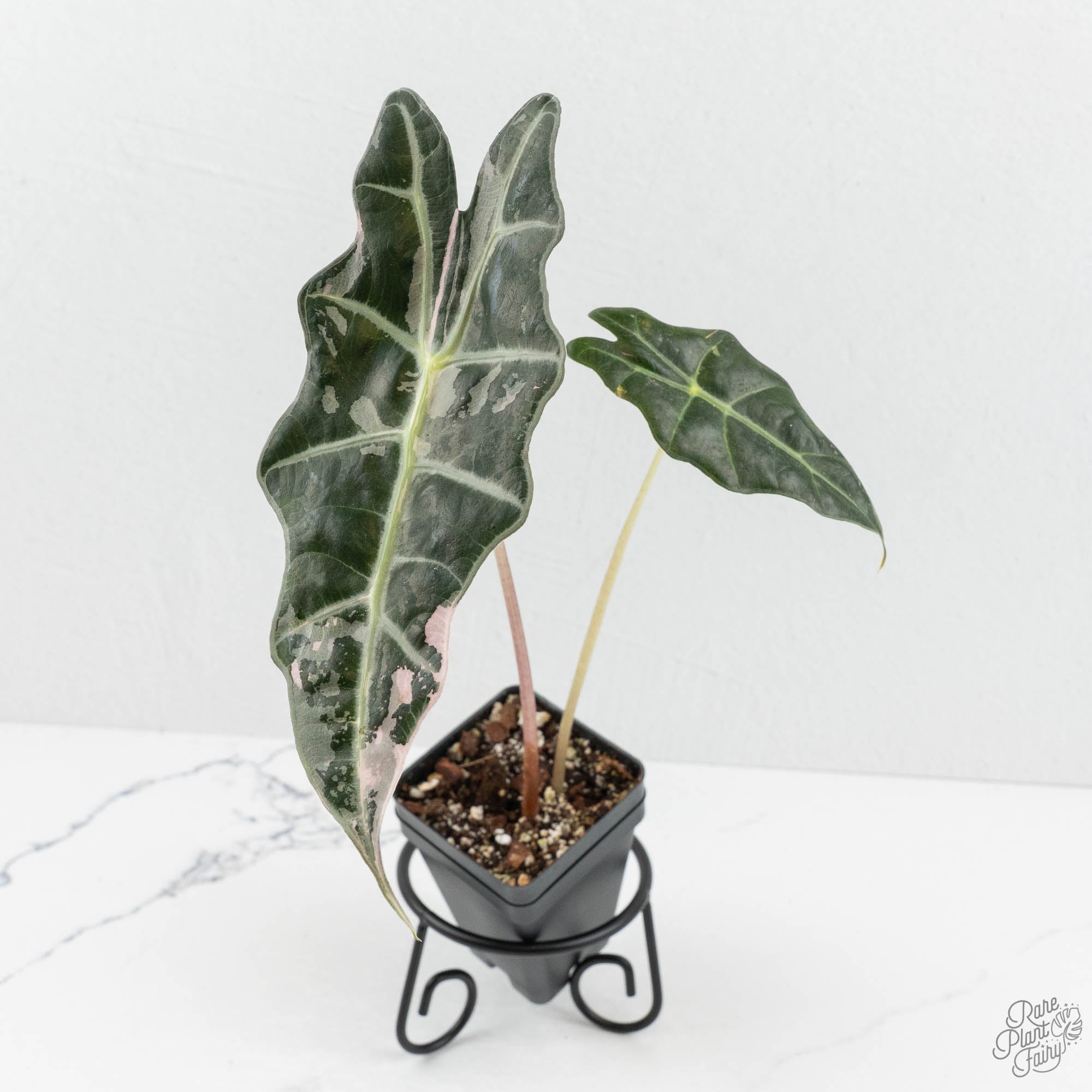 Alocasia 'Amazonica' Pink Variegated US Clone (wk18-T) – Rare