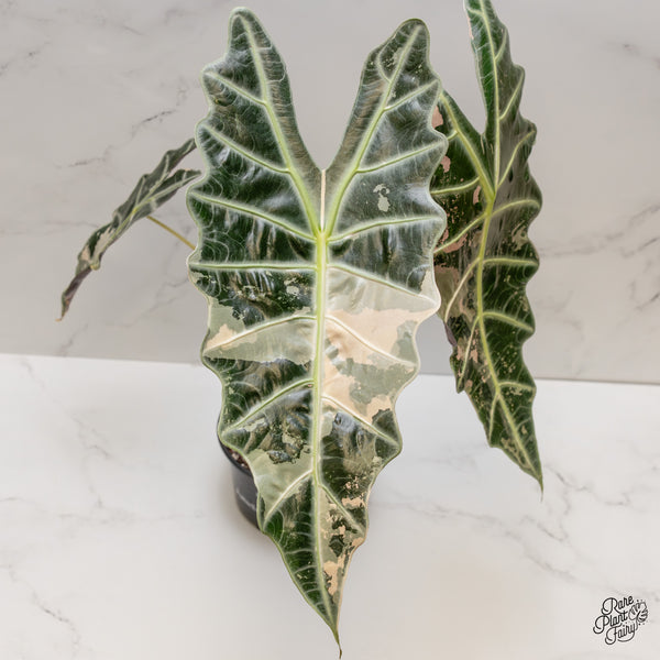 Alocasia 'Amazonica' Pink Variegated US Clone (wk1-UL) *Corming Size*
