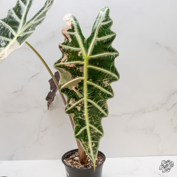 Alocasia 'Amazonica' Pink Variegated US Clone (wk1-UL) *Corming Size*