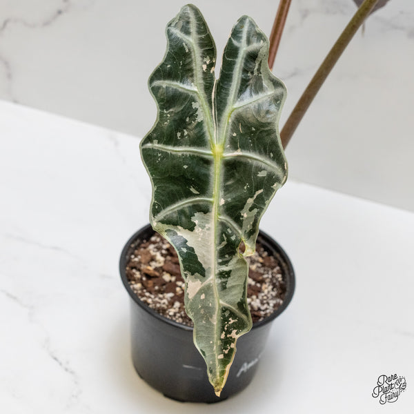 Alocasia 'Amazonica' Pink Variegated US Clone (wk1-UL) *Corming Size*