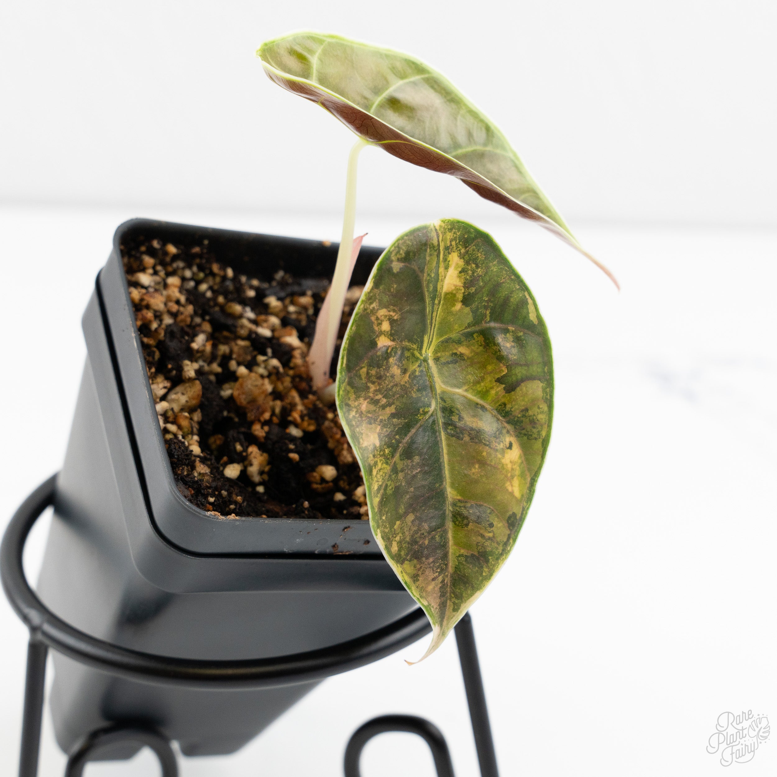 Alocasia Azlanii Aurea Variegated (wk9-E) – Rare Plant Fairy