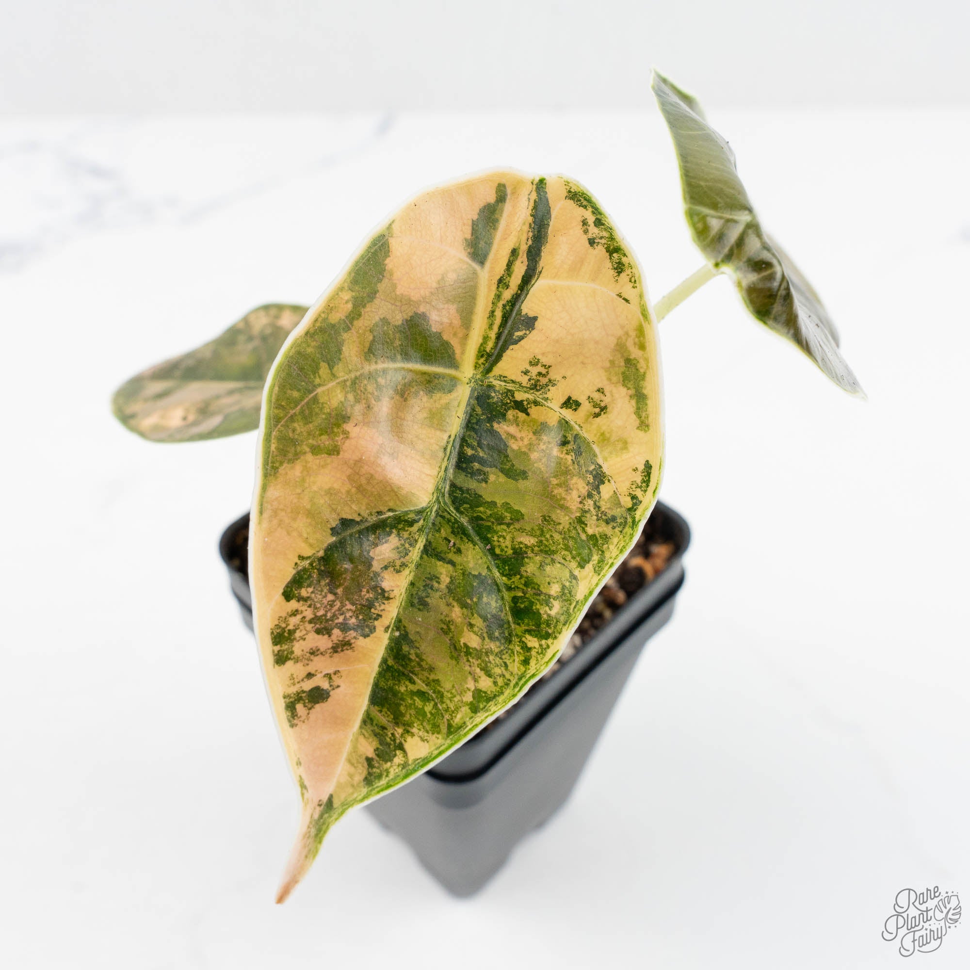 黎明(アウロラ) Alocasia 'Azlanii' Aurea Variegated (wk19-E) – Rare Plant Fairy