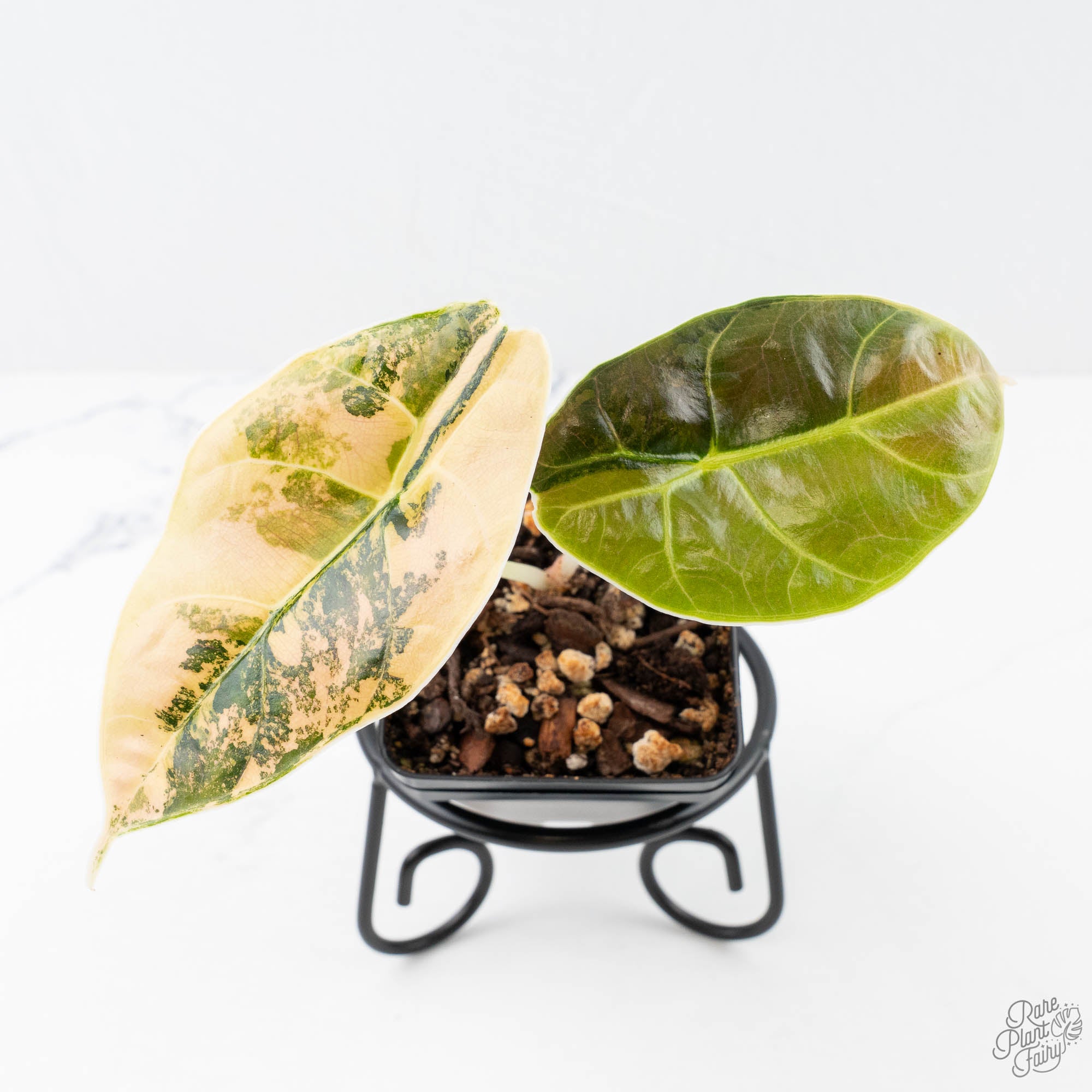 アロカシア・アズラニー アウレア 斑入りAzlanii Aurea var. アロカシア・アズラニイ・アウレア : r/RareHouseplants
