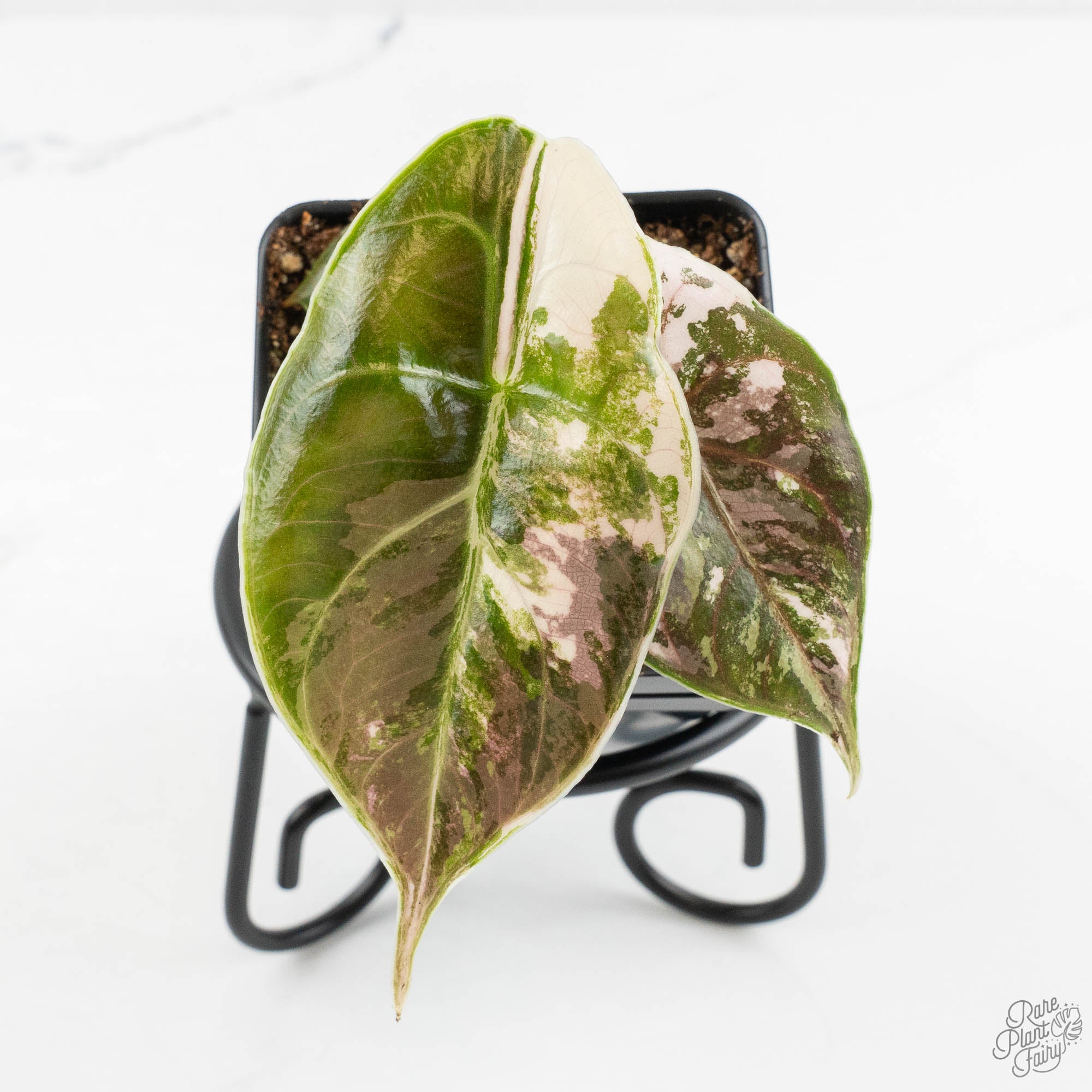 Alocasia 'Azlanii' Pink Variegated (wk16-G) – Rare Plant Fairy