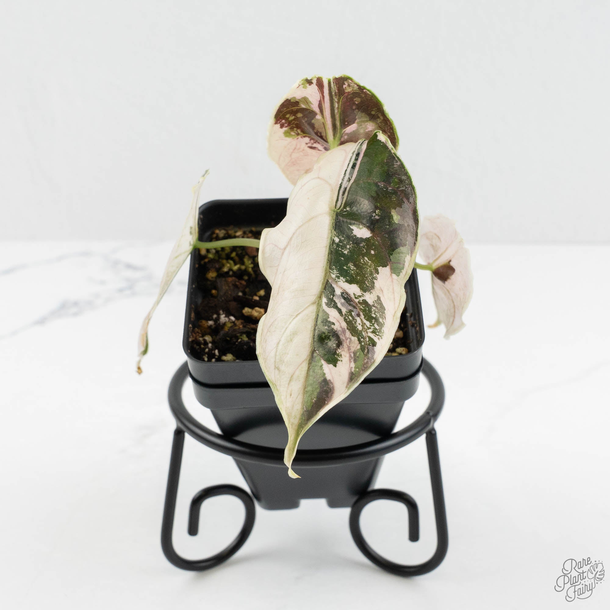 Alocasia 'Azlanii' Pink Variegated (wk17-M) – Rare Plant Fairy