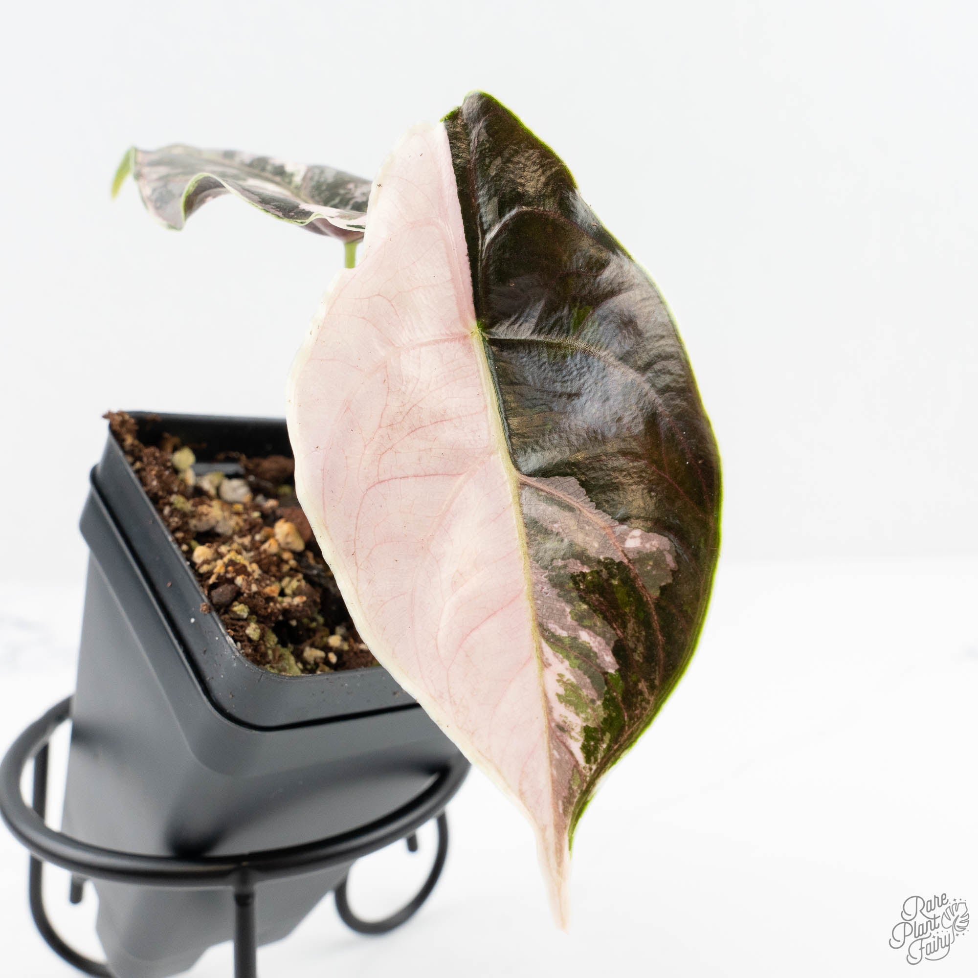 Alocasia 'Azlanii' Pink Variegated (wk19-D) – Rare Plant Fairy