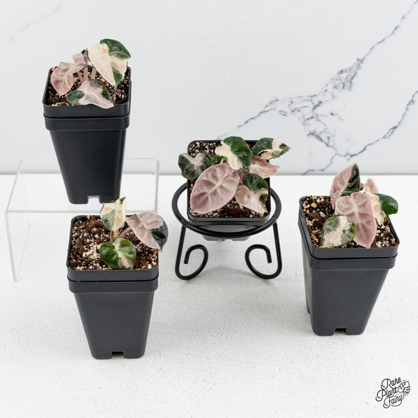 Alocasia 'Balloon Heart' Pink Variegated *Grower's choice*