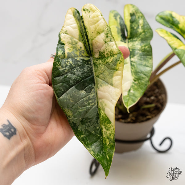 Alocasia 'Bisma Platinum' Aurea Variegated (wk1-V)