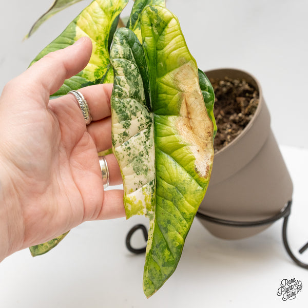 Alocasia 'Bisma Platinum' Aurea Variegated (wk1-V)
