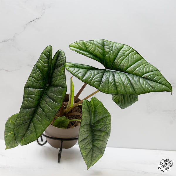 Alocasia 'Bisma Platinum' Aurea/Green Variegated (wk2-UO)