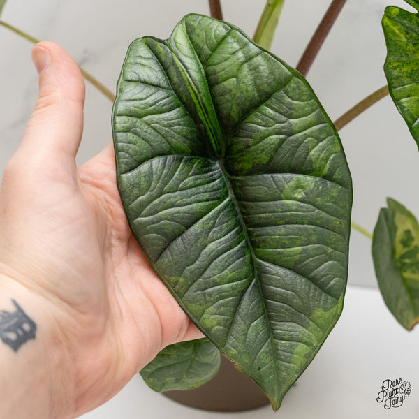 Alocasia 'Bisma Platinum' Aurea/Green Variegated (wk2-UO)