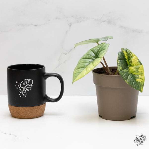 Alocasia 'Bisma Platinum' Aurea/Green Variegated (wk3-UN)