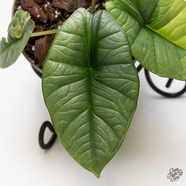 Alocasia 'Bisma Platinum' Aurea/Green Variegated (wk3-UN)