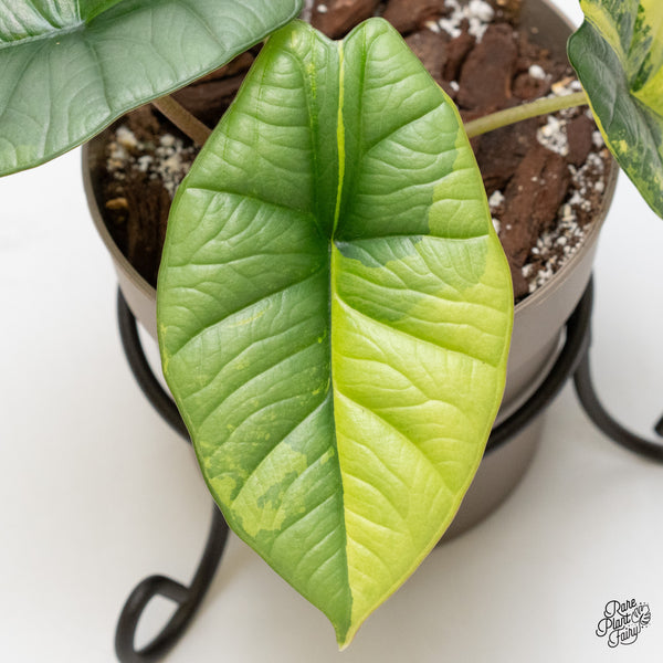 Alocasia 'Bisma Platinum' Aurea/Green Variegated (wk3-UN)