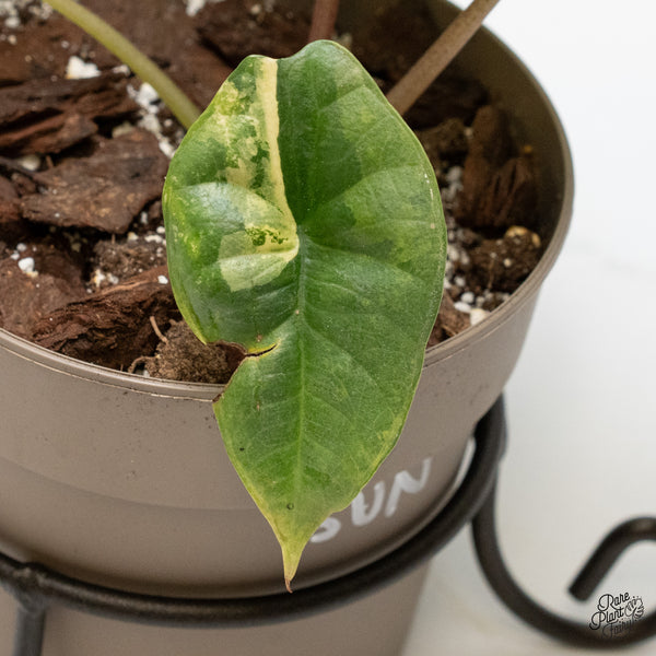 Alocasia 'Bisma Platinum' Aurea/Green Variegated (wk3-UN)