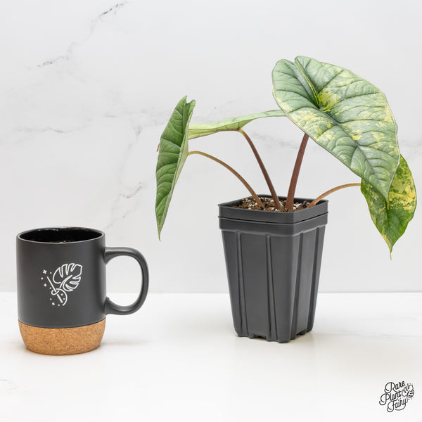 Alocasia 'Bisma Platinum' Albo Variegated (wk5-UK) *Sport*