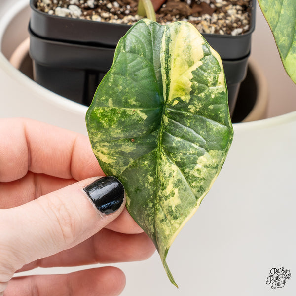 Alocasia 'Bisma Platinum' Aurea/Green Variegated (wk4-UQ) *Sport*