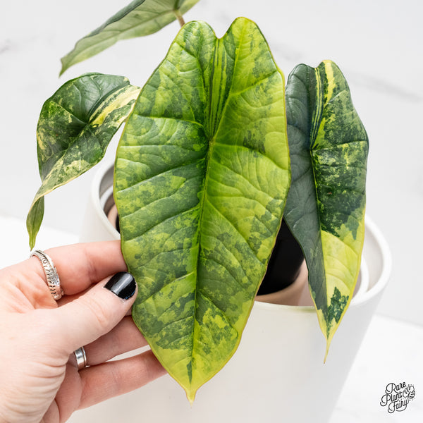 Alocasia 'Bisma Platinum' Aurea/Green Variegated (wk4-UQ) *Sport*