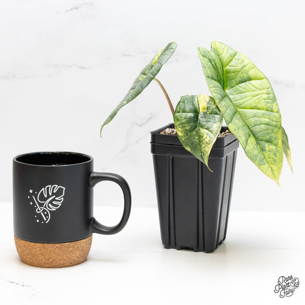 Alocasia 'Bisma Platinum' Aurea/Green Variegated (wk4-UQ) *Sport*