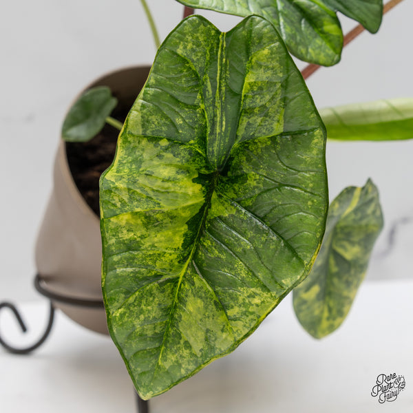 Alocasia 'Bisma Platinum' Aurea Variegated (wk47-UJ) *Corming Size*