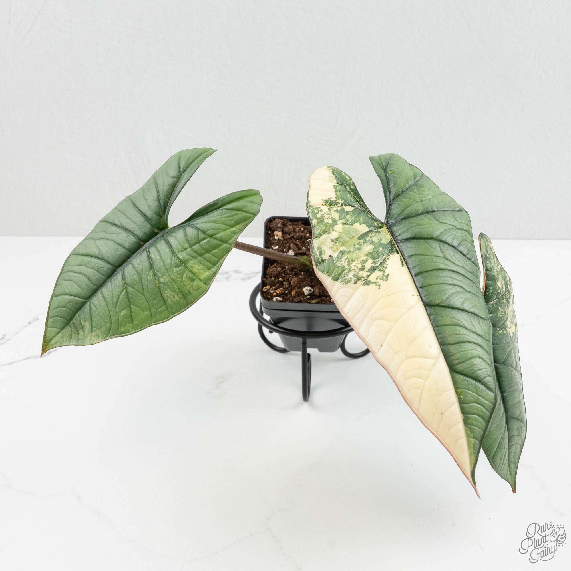 Alocasia 'Bisma Platinum' Albo Variegated (wk15-U) *Corming Size