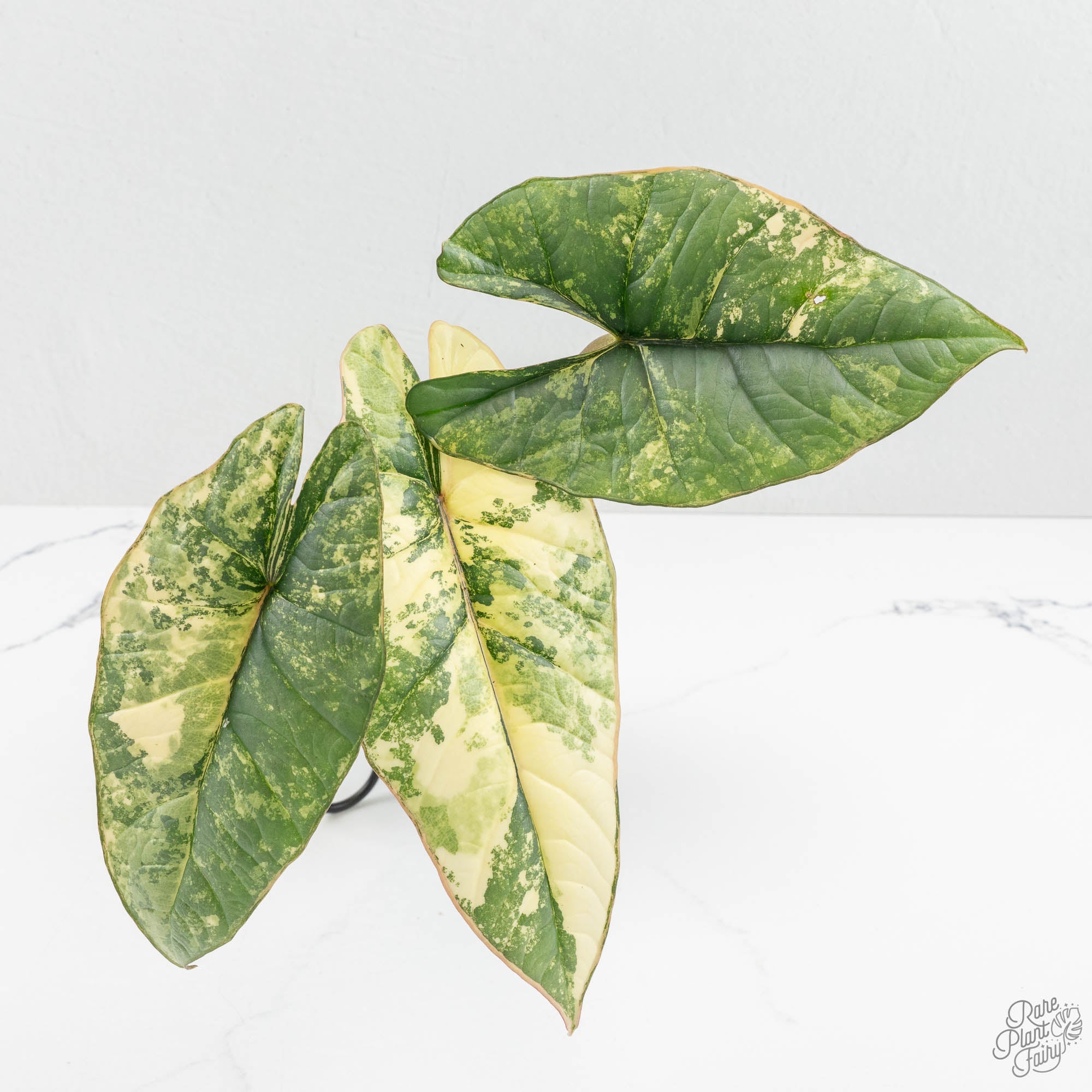 アロカシア プラチナム ビスマ アルボ Alocasia 'Bisma Platinum' Albo Variegated (wk15-C) *Corming Size