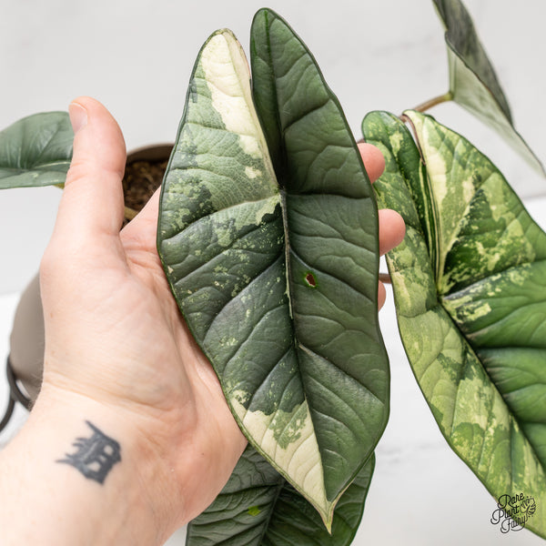 Alocasia 'Bisma Platinum' Albo Variegated (wk2-P) *Corming Size*