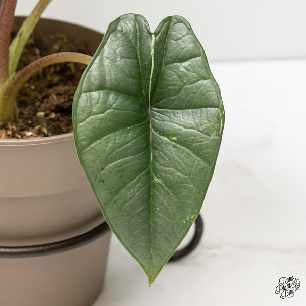 Alocasia 'Bisma Platinum' Albo Variegated (wk2-P) *Corming Size*