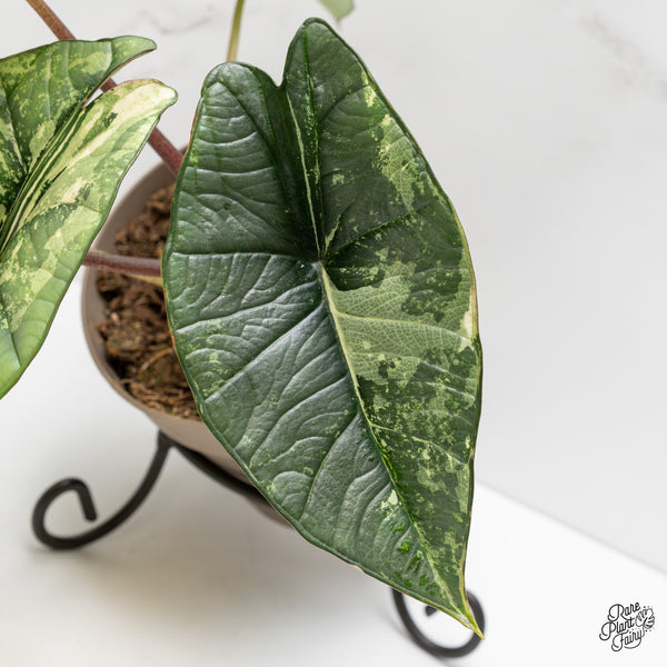 Alocasia 'Bisma Platinum' Albo Variegated (wk2-P) *Corming Size*