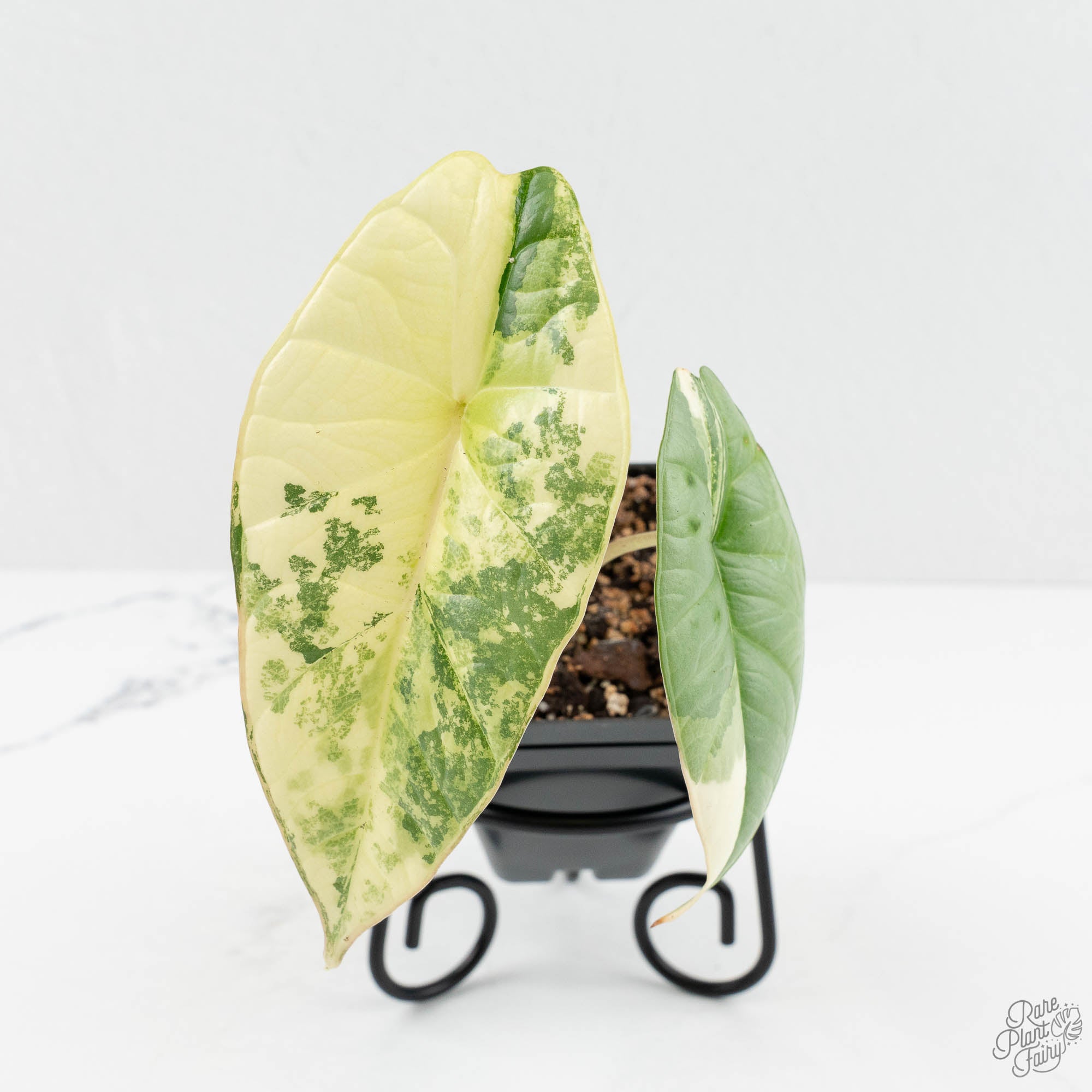 Alocasia 'Bisma Platinum' Albo Variegated (wk17-Q) – Rare Plant Fairy