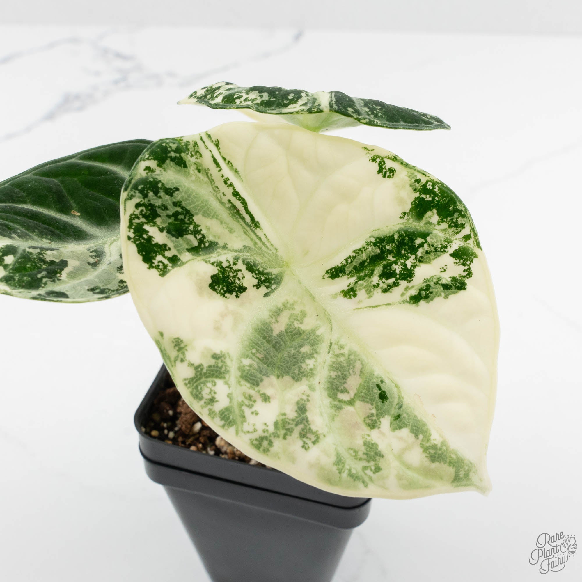 Apple20素子白3黒3 Alocasia 'Black Velvet Ninja' Albo Variegated (wk14-F) – Rare