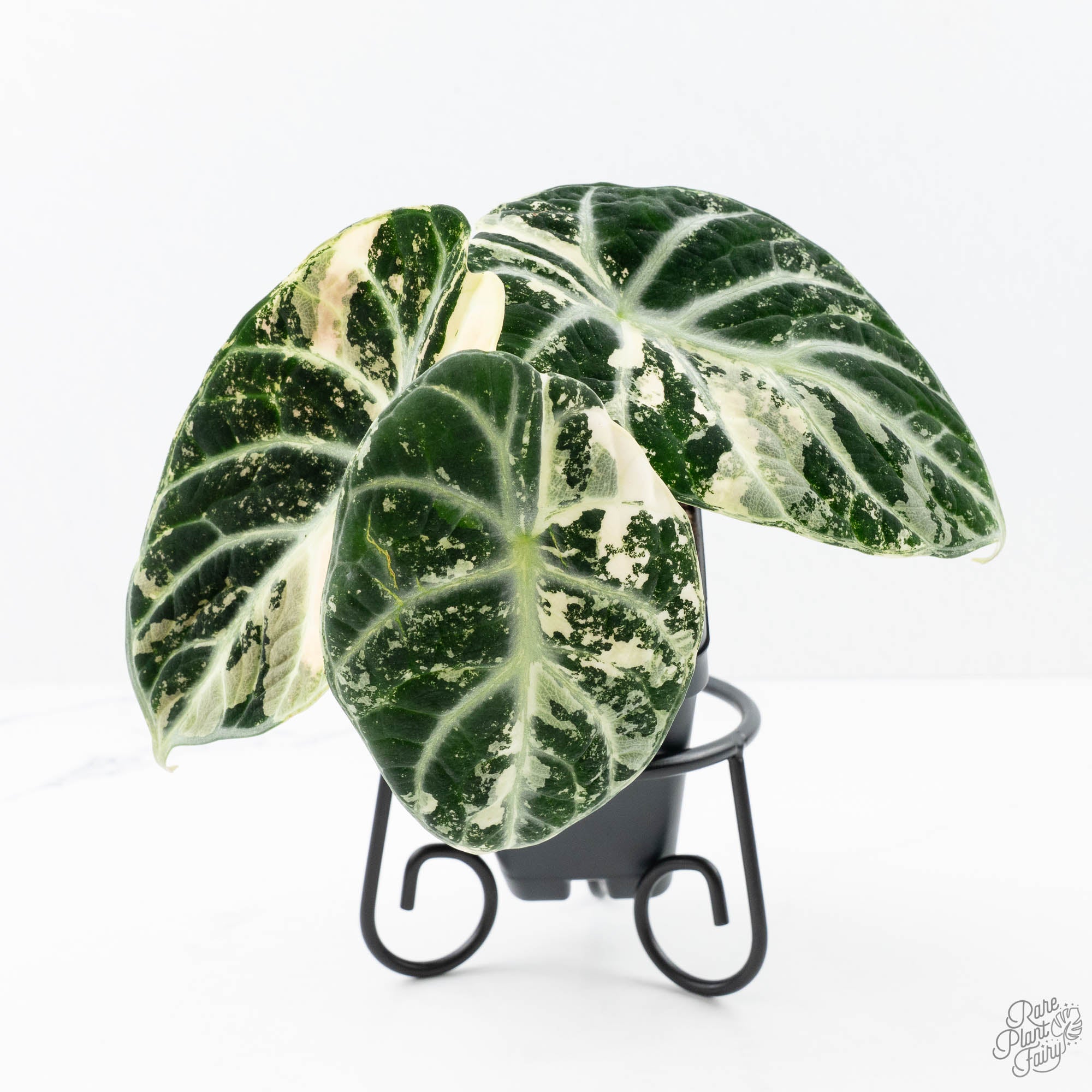 アクタス Alocasia 'Black Velvet Ninja' Albo Variegated (wk21-N) *Corming