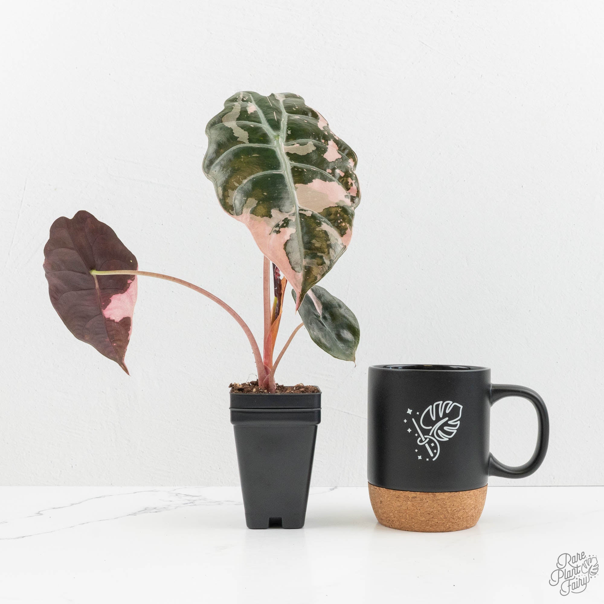 Alocasia Chantrieri Pink Variegated (wk15-B) *Corming Size* – Rare