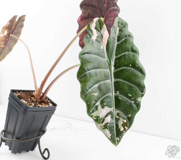 Alocasia Chantrieri Pink Variegated (wk11-UJ) *Corming Size*