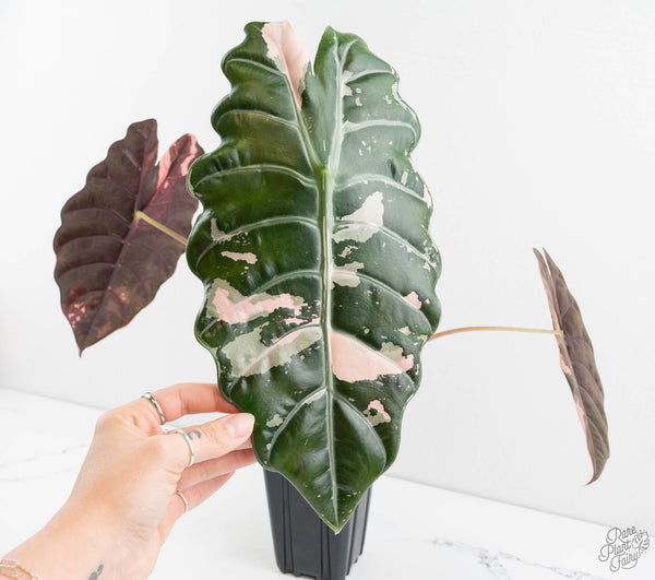 Alocasia Chantrieri Pink Variegated (wk11-UJ) *Corming Size*