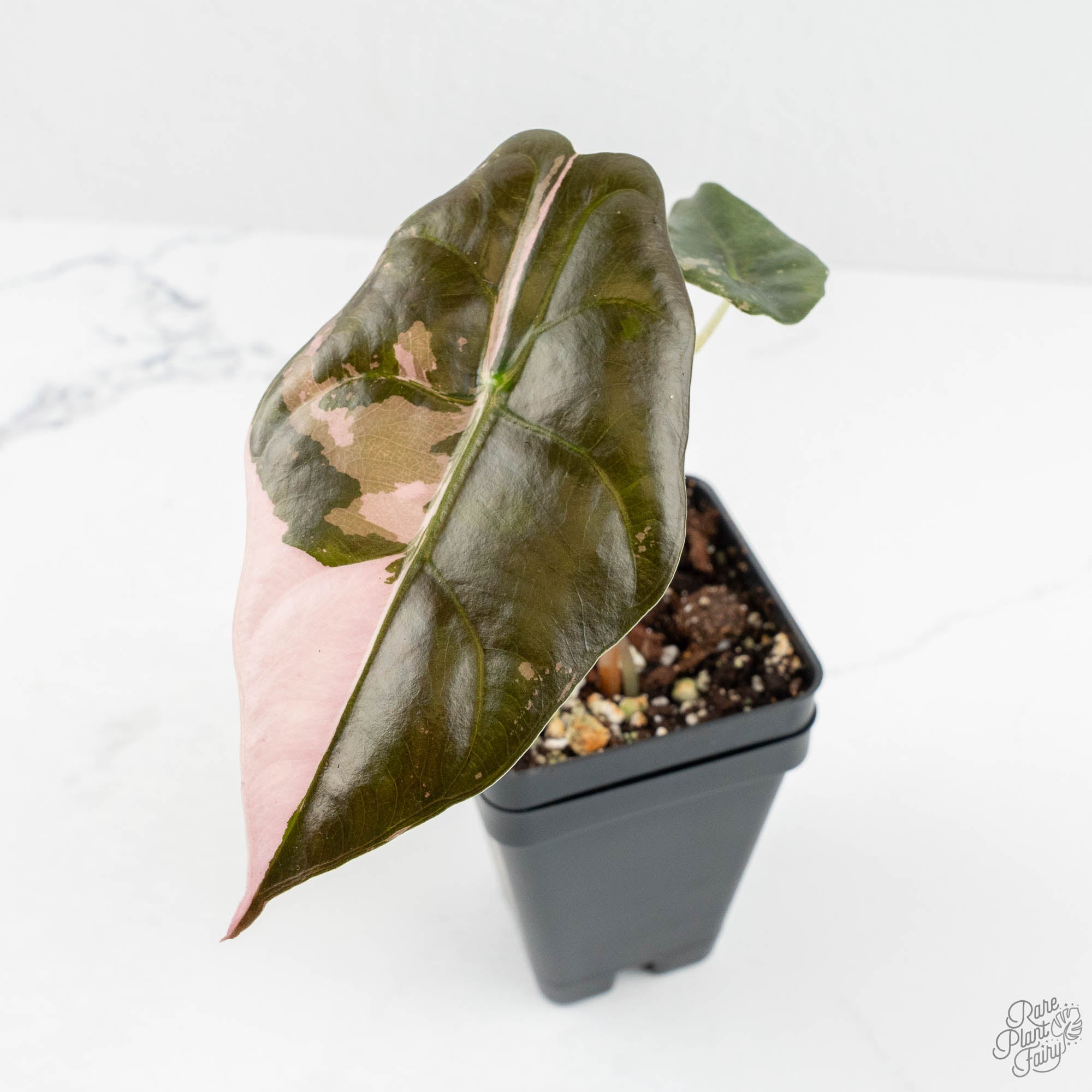 Alocasia Chantrieri Pink Variegated (wk18-M) – Rare Plant Fairy