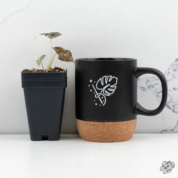 Alocasia 'Cuprea' Albo/Pink Variegated *Grower's choice*