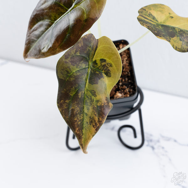 Alocasia Cuprea Gold/Aurea/Caramel Latte Variegated (wk10-US)