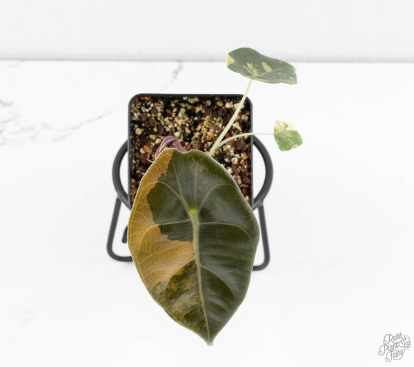 Alocasia Cuprea Gold/Aurea/Caramel Latte Variegated (wk11-UE)