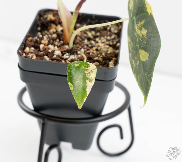 Alocasia Cuprea Gold/Aurea/Caramel Latte Variegated (wk11-UE)